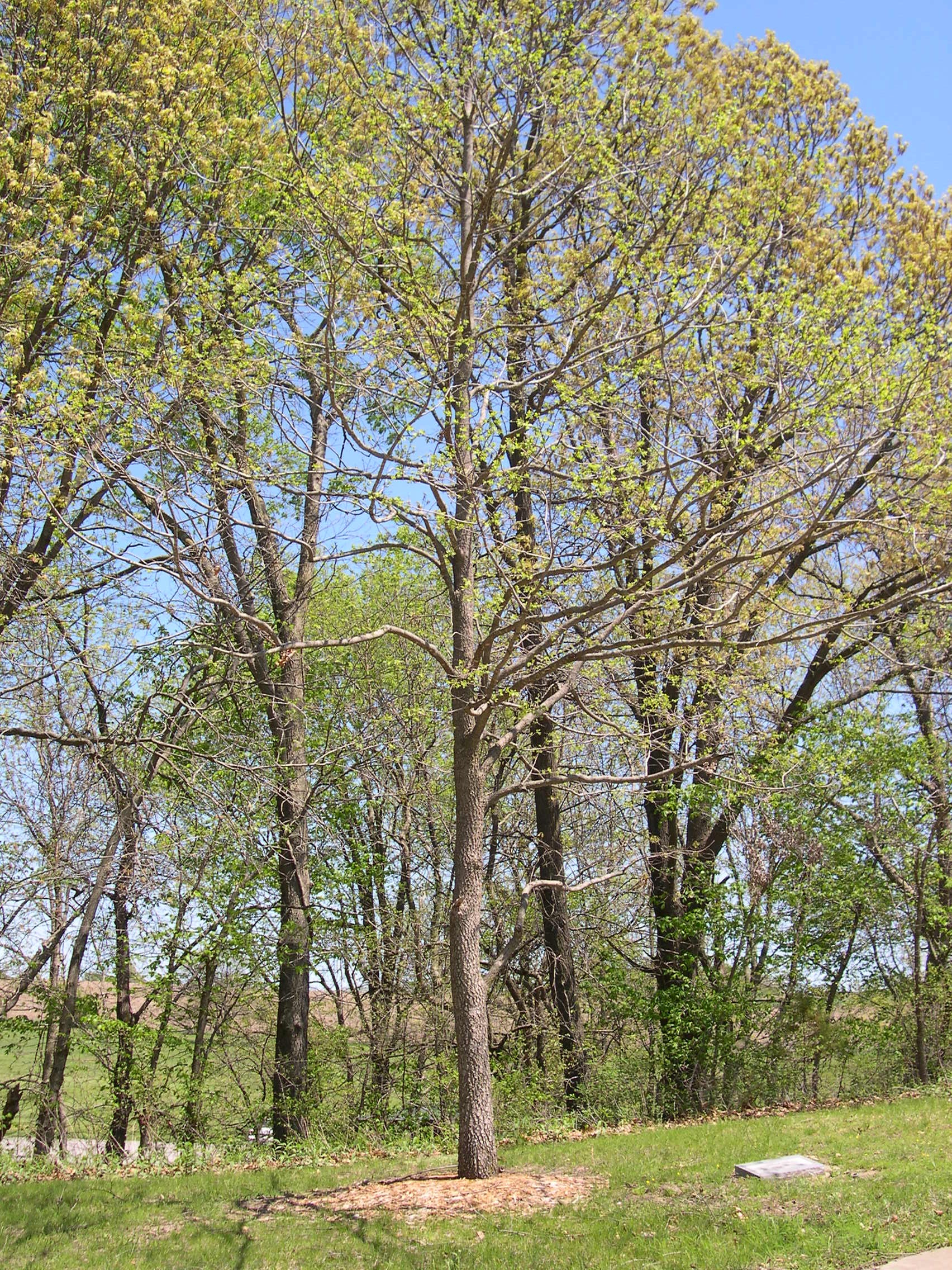 List Of Kansas Trees carfare.me 20192020